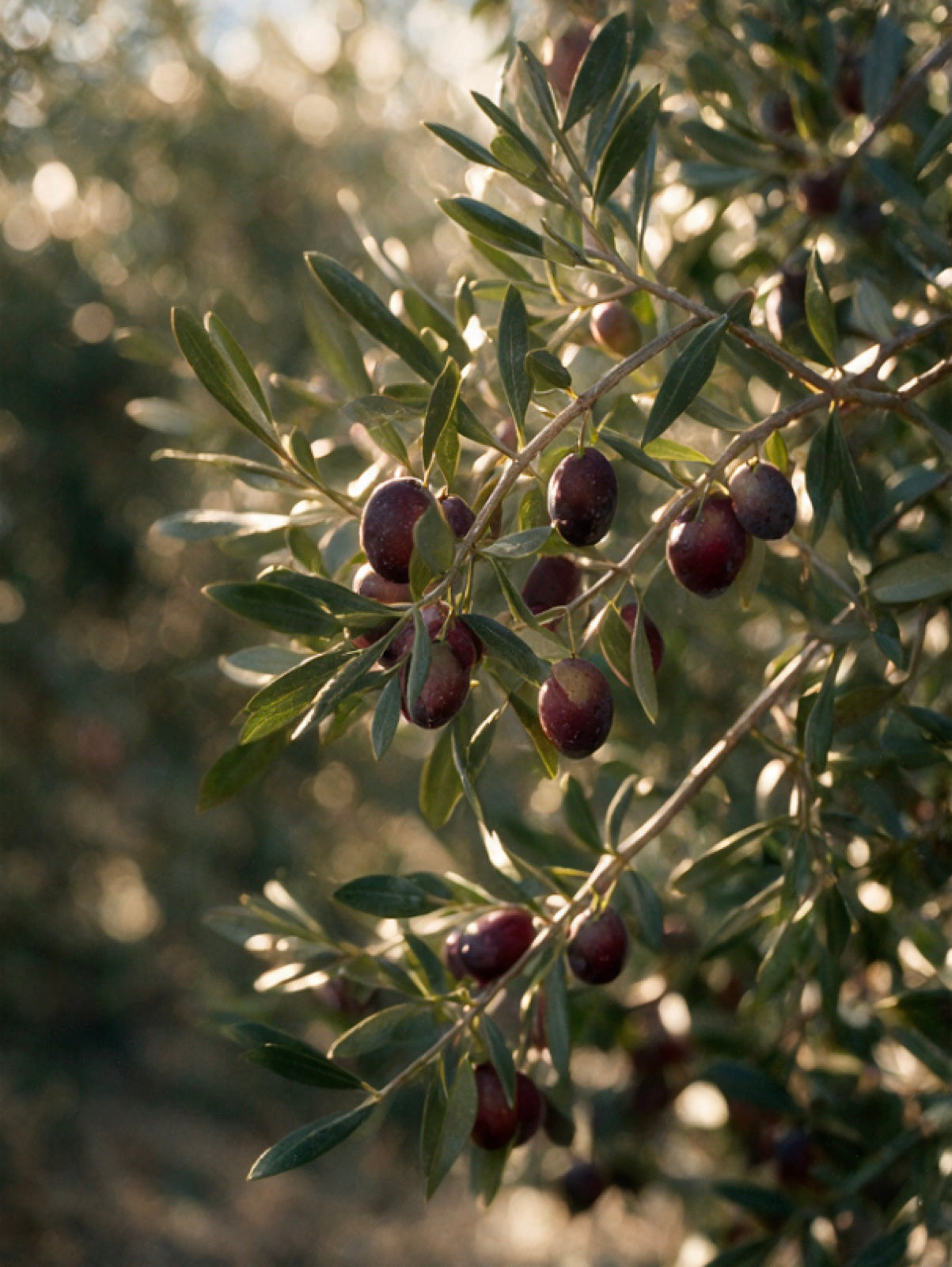 Aceitunas maduras iluminadas por el sol entre las ramas del olivo