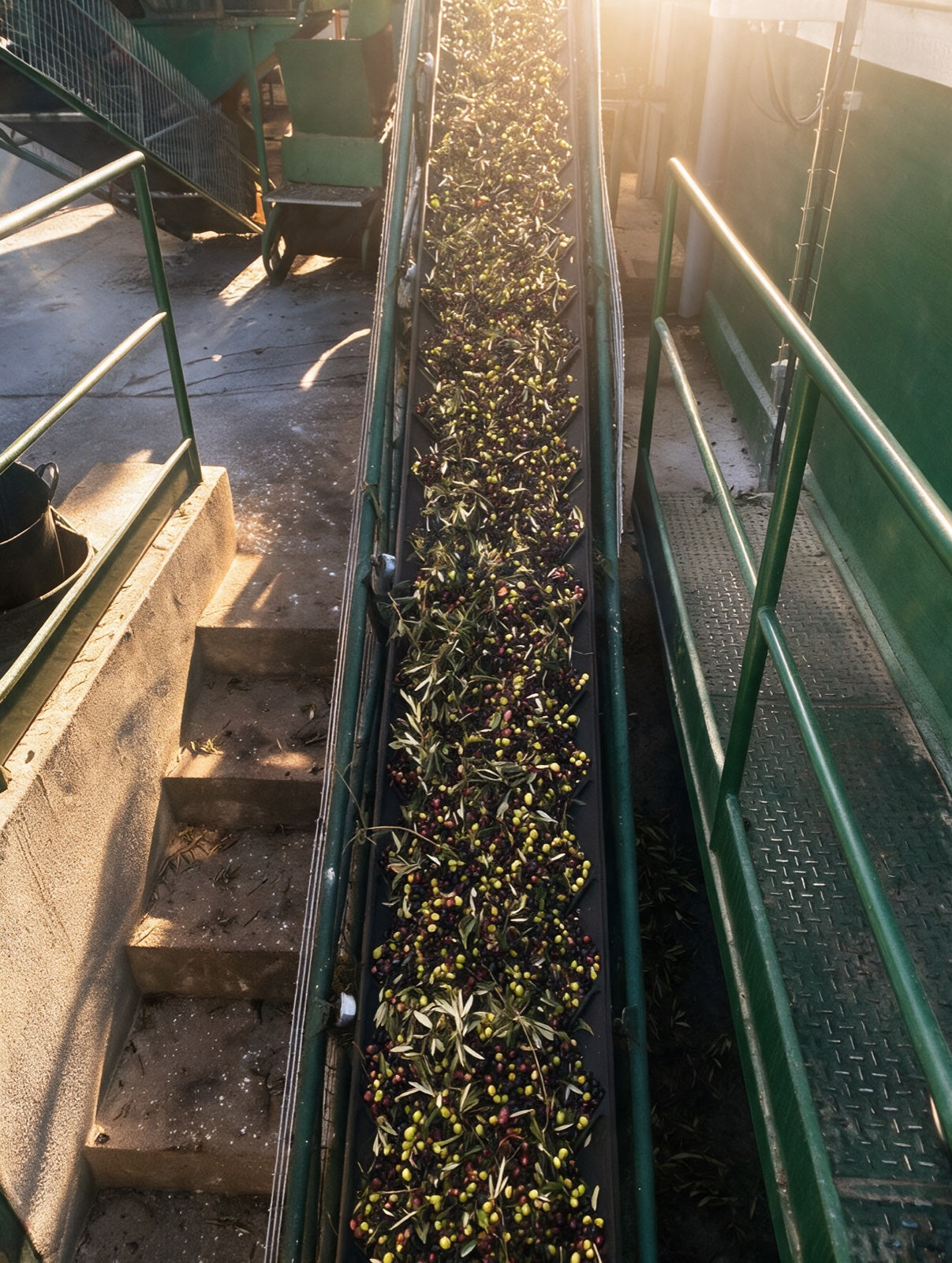 Aceitunas avanzando por la cinta de la almazara