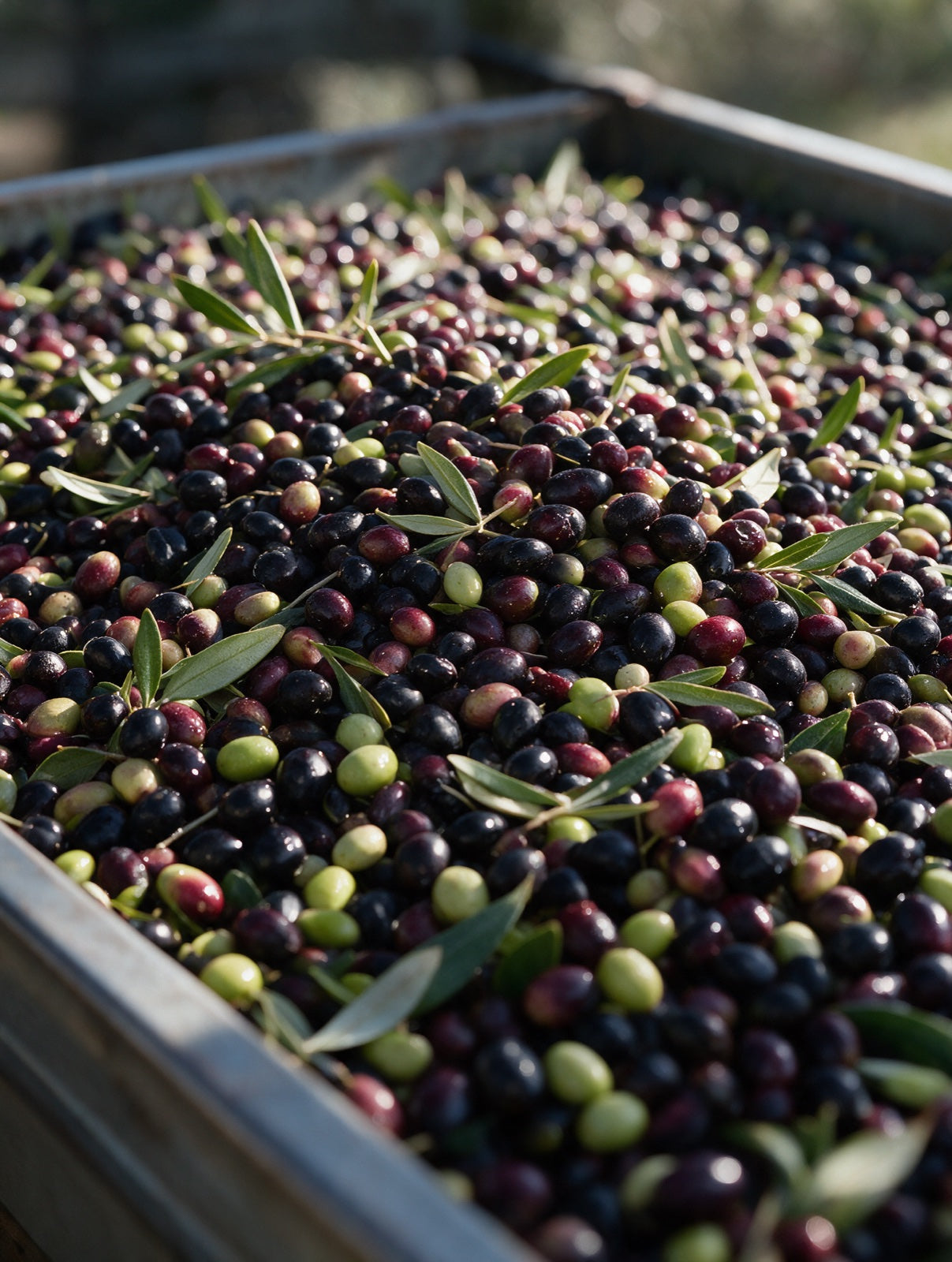 Aceitunas recién recogidas durante la cosecha