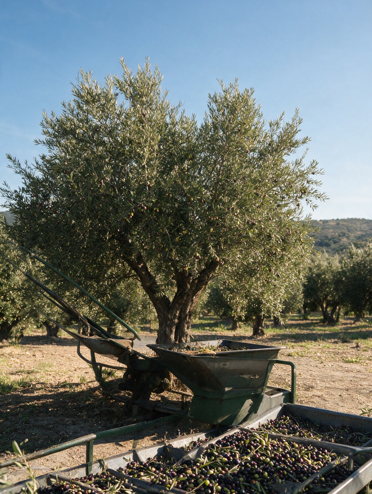 Olivo centenario cargado de aceitunas en Castillo de Locubín